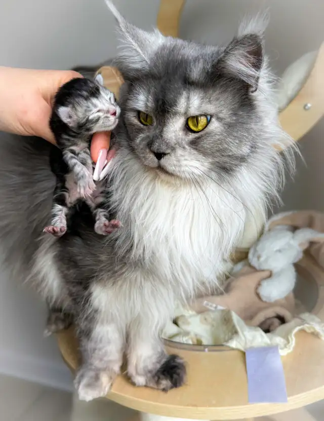 ADULT MAINCOON  URGENT MUST GO TODAY in Cats & Kittens for Rehoming in Laval / North Shore - Image 3