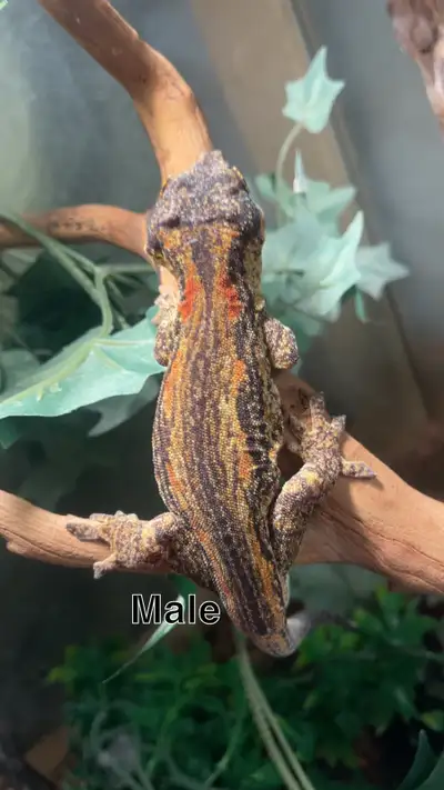 Male gargoyle gecko, View more