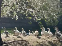 5 Young Geese