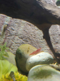Looking for live cherry shrimp to add to your aquarium? 