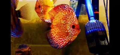 * They are very healthy, active, peaceful and beautiful fishes * They are around 15 months old and 5...