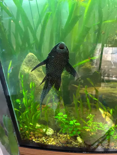 Looking to sell everything out of my 55 gallon aquarium LARGE variety of fish selling because of a r...