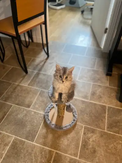 Femelle Maincoon nee le 7 avril . Prete a partir . Elle a son carnet de santé et à reçu ses vaccins...