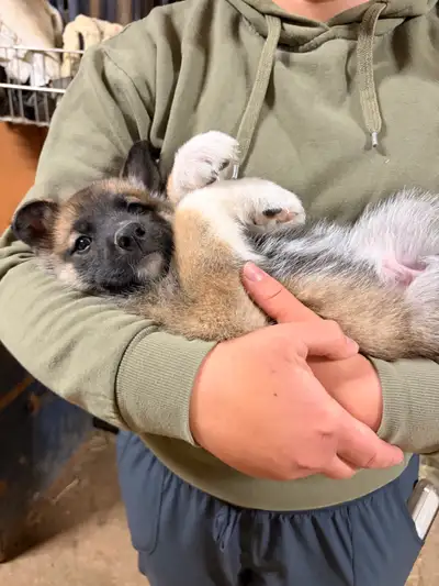 German Shepherd/Malinois/Husky Puppies, View more