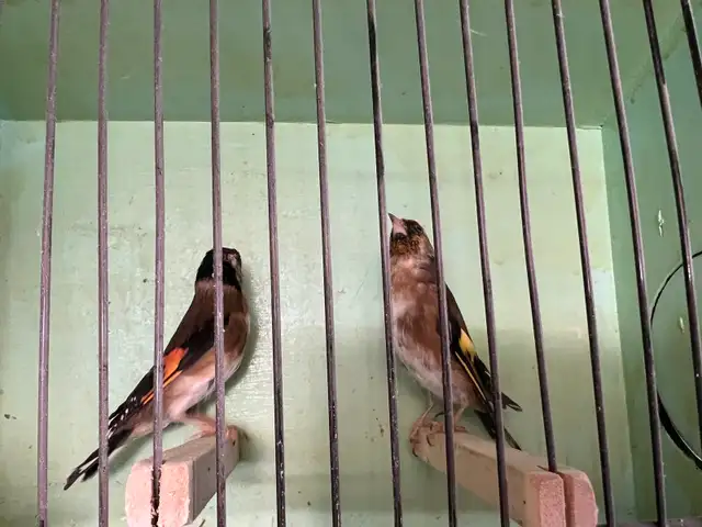 pair European gold finches for sale in Birds for Rehoming in Barrie - Image 4