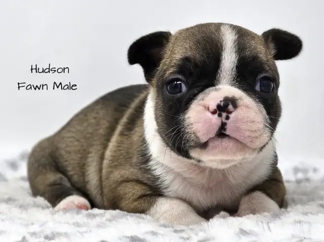 Frenchton Puppies in Dogs & Puppies for Rehoming in Edmonton - Image 9
