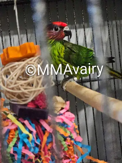 If the ad is up that means they are available. These are NOT HAND TAME birds. That will require time...