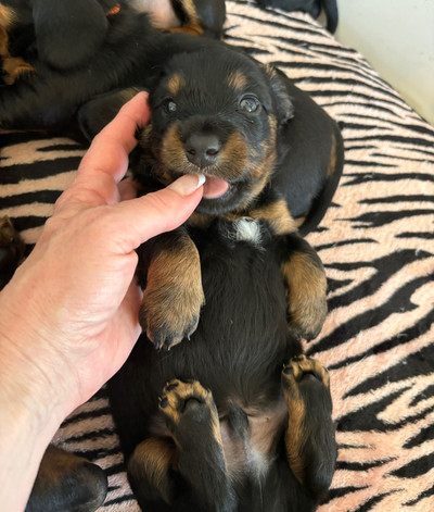 Sweet mini dachshund babies LH and SH ONLY 3 left