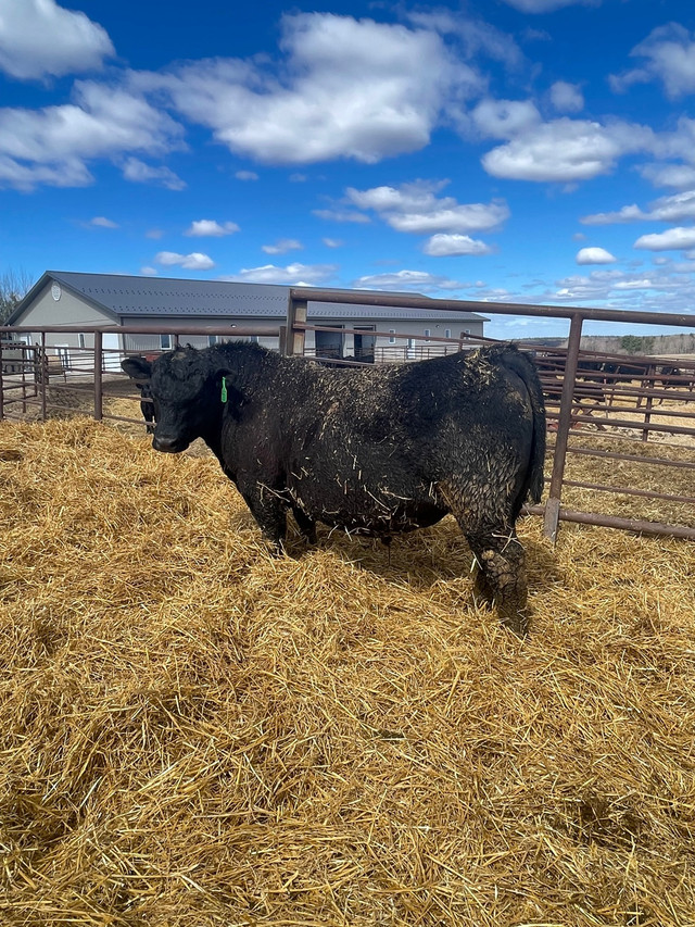 Yearling Angus bulls in Livestock in Renfrew - Image 4
