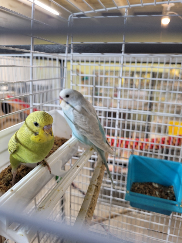 Vision Cage and Young Budgie in Birds for Rehoming in Ottawa