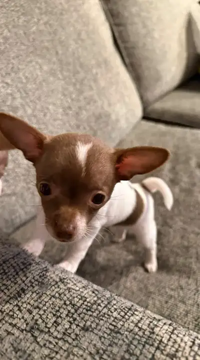 I got 2 chihuahuas female & male that are ready to go into new homes. They can both eat solid dog fo...