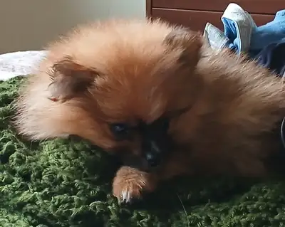 Male pure bred pom, View more