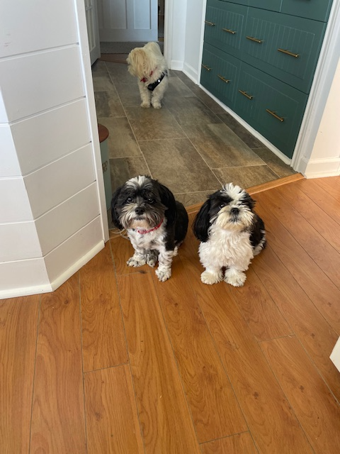 Sweet Malshi (Shih TZU / Maltese) Pups! in Dogs & Puppies for Rehoming in Comox / Courtenay / Cumberland - Image 4
