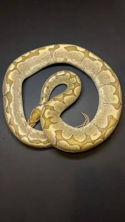 python royal / ball python, View more