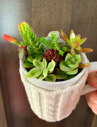 9 succulents in a cozy mug