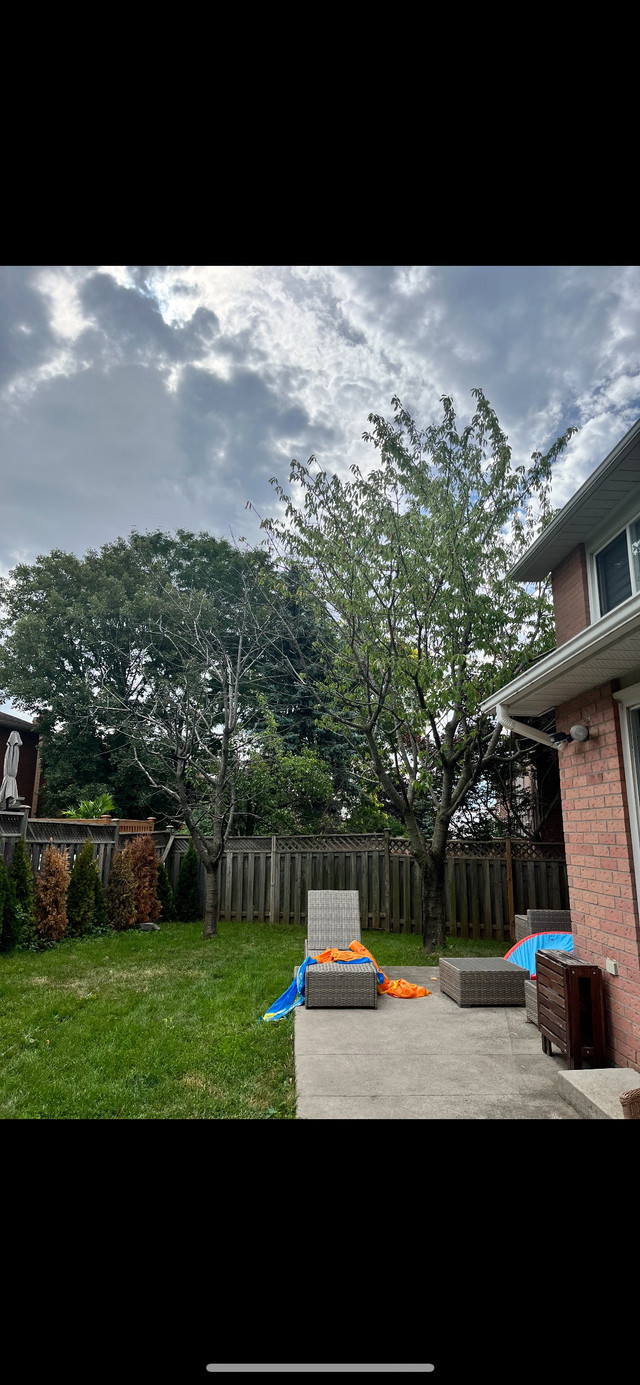 Small Guys, Tree, Shrub & Stump Removal  in Lawn, Tree Maintenance & Eavestrough in Mississauga / Peel Region