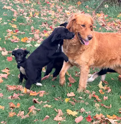 Adorables chiots Golden croisé, View more