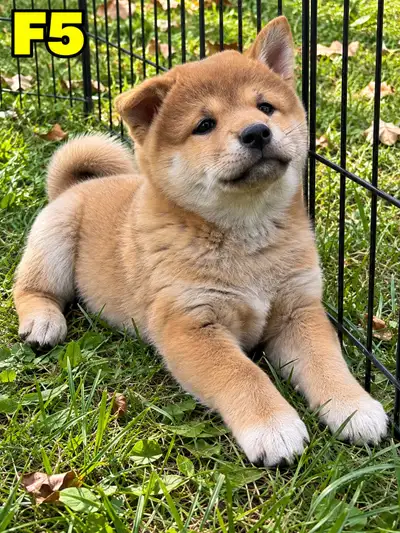 Shiba Inu Pups - Purebred! Happy & Healthy, View more