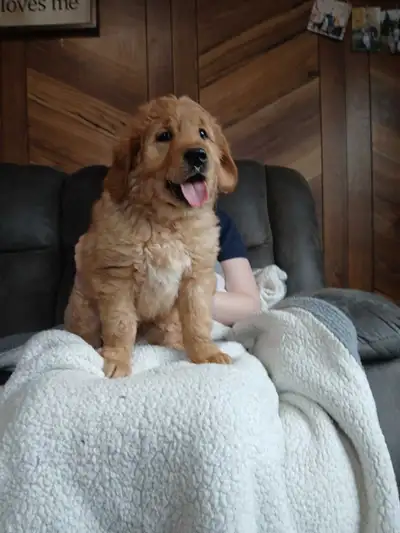 Purebred Retriever, View more