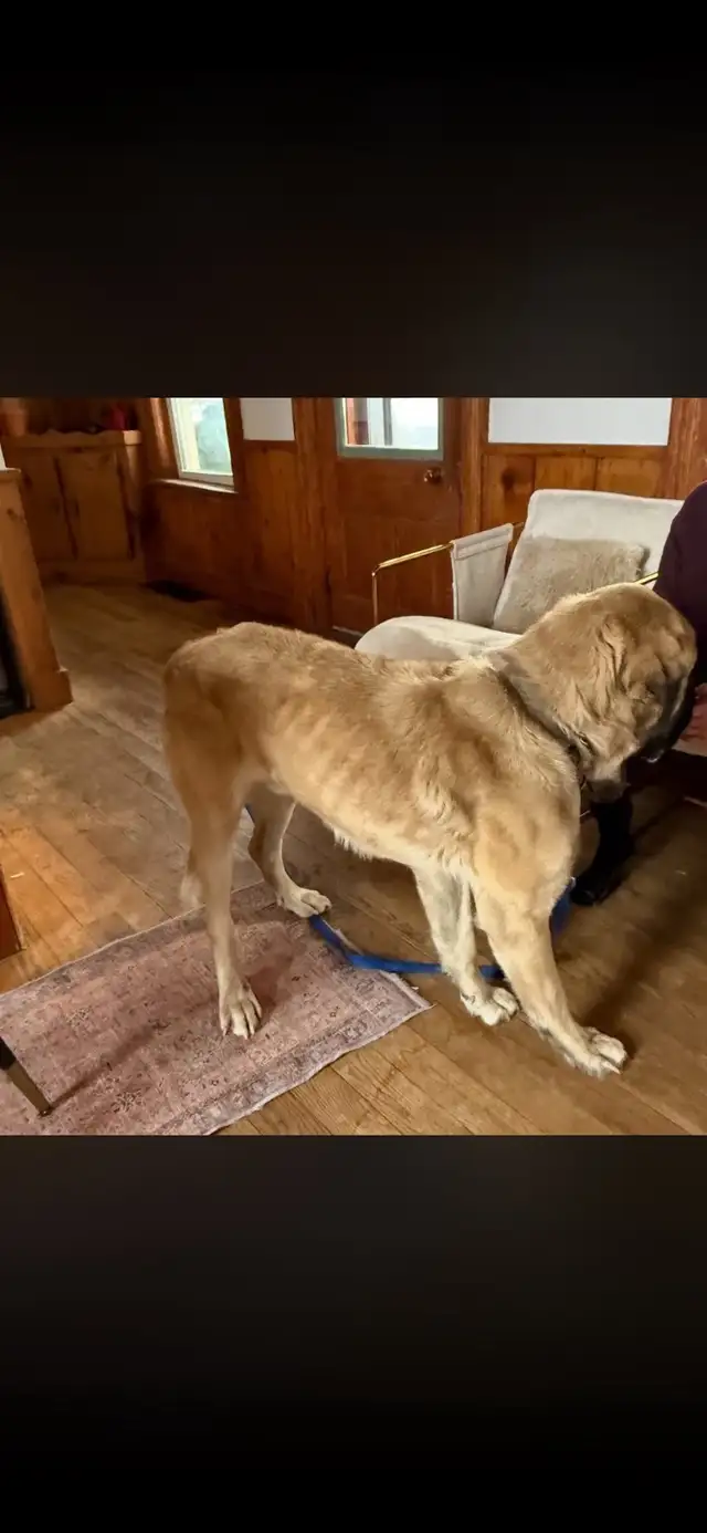 *RESCUE Mastiff*533465445780039681