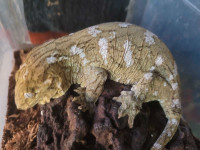 Nuu Ami leachianus geckos