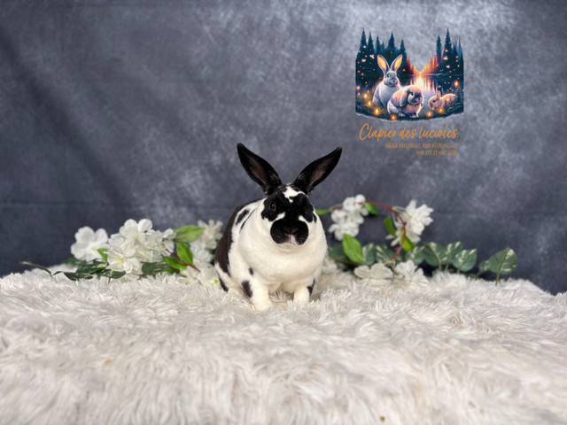 Neutered mini Rex bunnies  in Small Animals for Rehoming in Ottawa