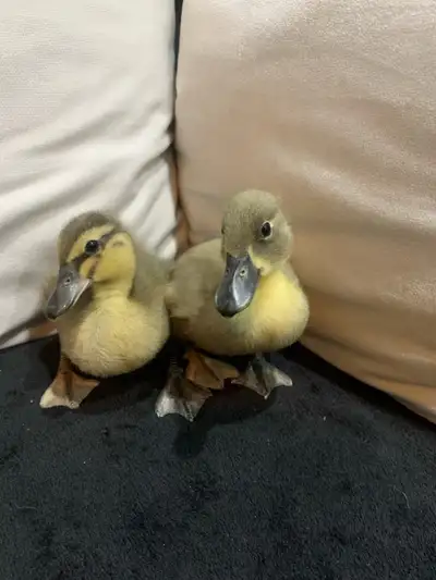 Deux bébé canard de race call duck /canard mignon. Ils sont née le 2 mais et ils ne sont pas sexés....