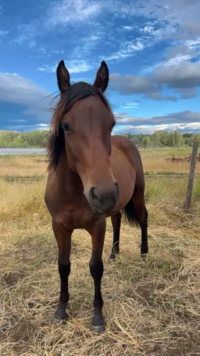 quarter horse x thoroughbred colt, View more