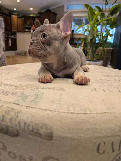 French Bulldogs for sale, View more