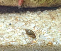 Aquarium Bladder Snails..