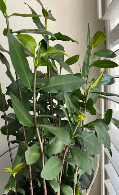 large size Mangrove - w roots & leaves, View more