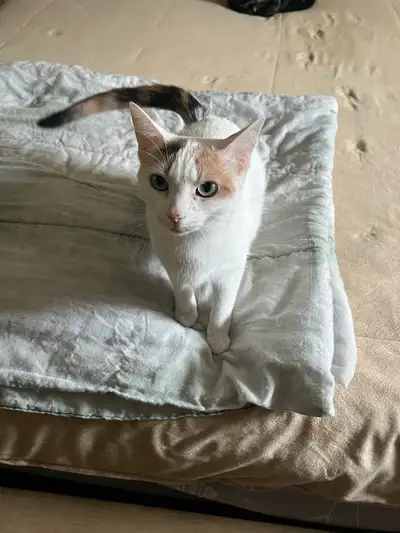 Cat looking for Rehoming, View more