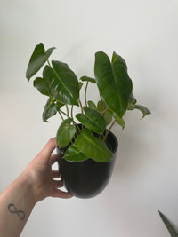  Philodendron Burle Marx Variegated (Reverted) 