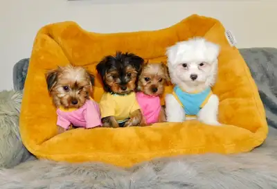 Tiny ToyMorkie puppies, View more