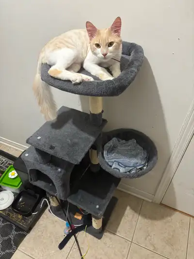 Sheamus a adopter, View more