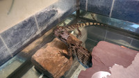Dwarf baby caiman alligators 
