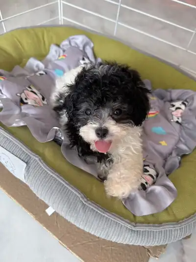 Healthy, active, and full of energy! She is a purebred Toy Poodle with all vaccinations up to date....