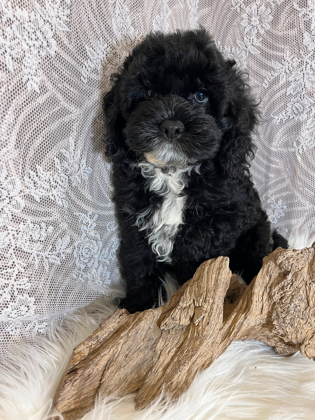 Cockapoo pups in Dogs & Puppies for Rehoming in Winnipeg