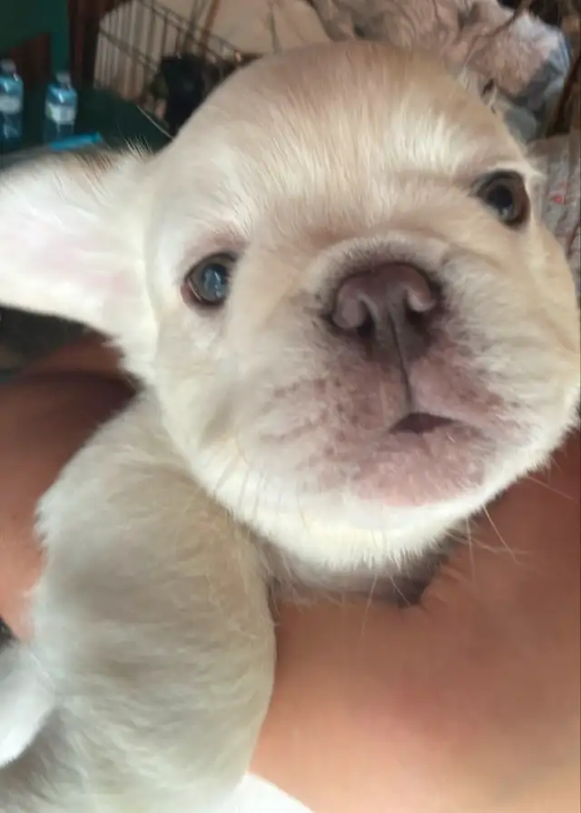 Rare all white fluffy french bulldogs puppies in Dogs & Puppies for Rehoming in City of Toronto - Image 4