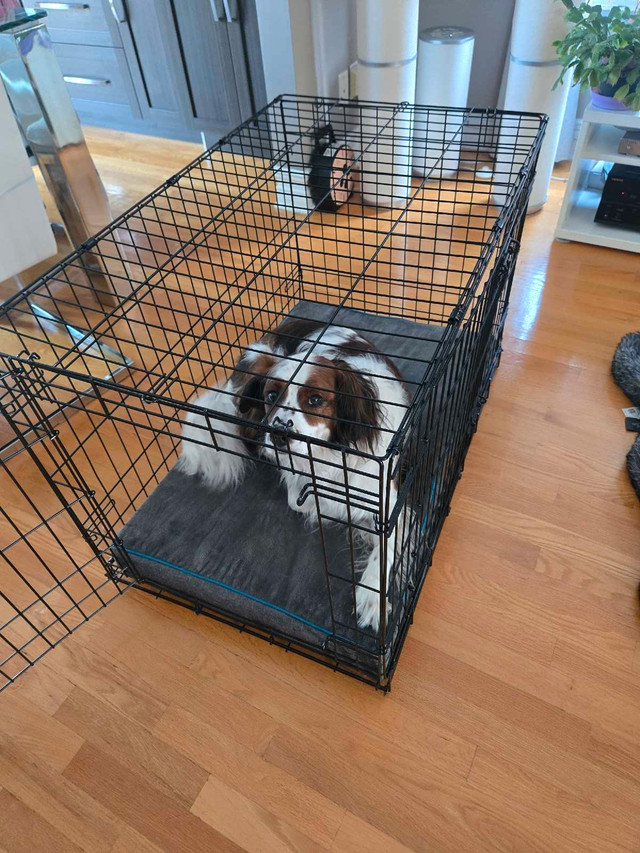 Cage à chien avec accessoirs dans Accessoires  à Laval/Rive Nord - Image 3