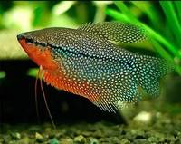 beau poisson gouramis perlé mâle, aussi beau que discus