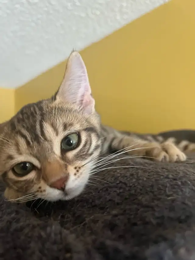Bengal/Tabby kittens in Cats & Kittens for Rehoming in Mississauga / Peel Region - Image 9