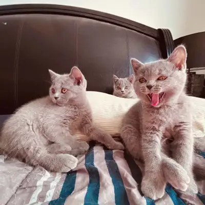 Chatons British Shorthair Kittens , View more