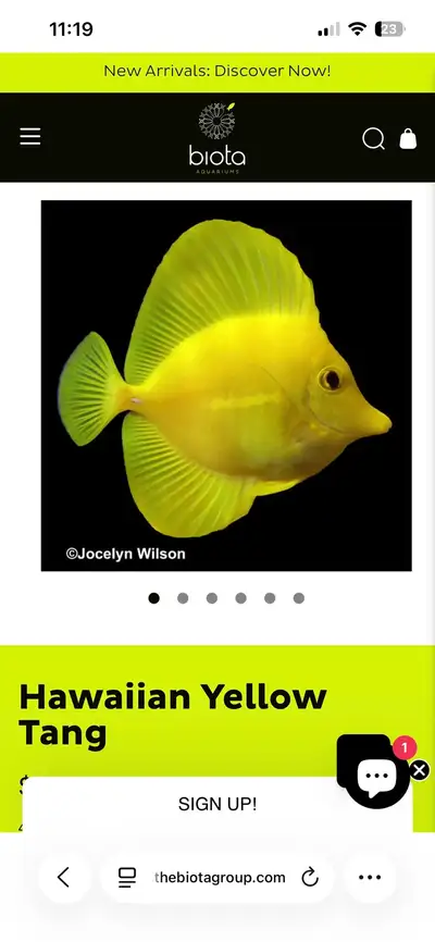 salt water fish , View more