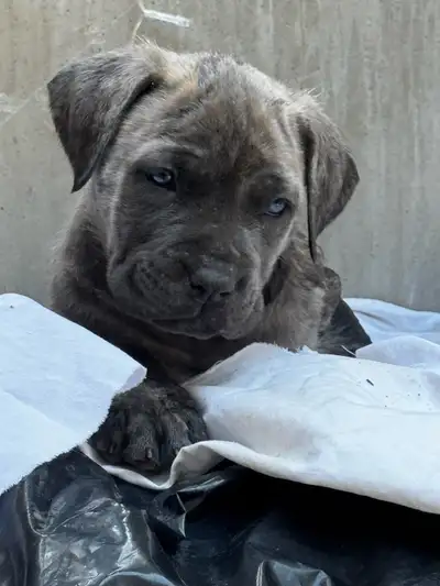 Cane Corso puppies, View more