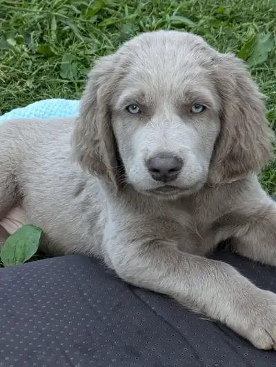 This is a rare opportunity to buy a well-bred, registered, longhaired Weimaraner from a long-time br...