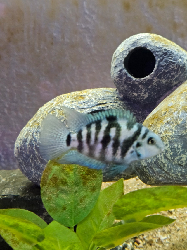 Polar Blue Parrot Cichlids  in Fish for Rehoming in Lethbridge - Image 2