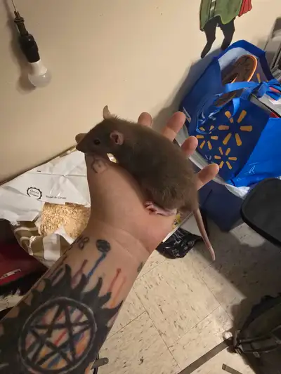 Bluedragon rattery has male rats, View more