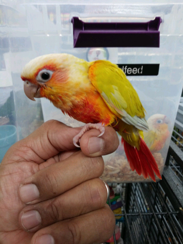 BABY SUN-CHEEKED HAND FEED TAME AVAILABLE AT CENTRAL PET in Birds for Rehoming in City of Toronto - Image 4