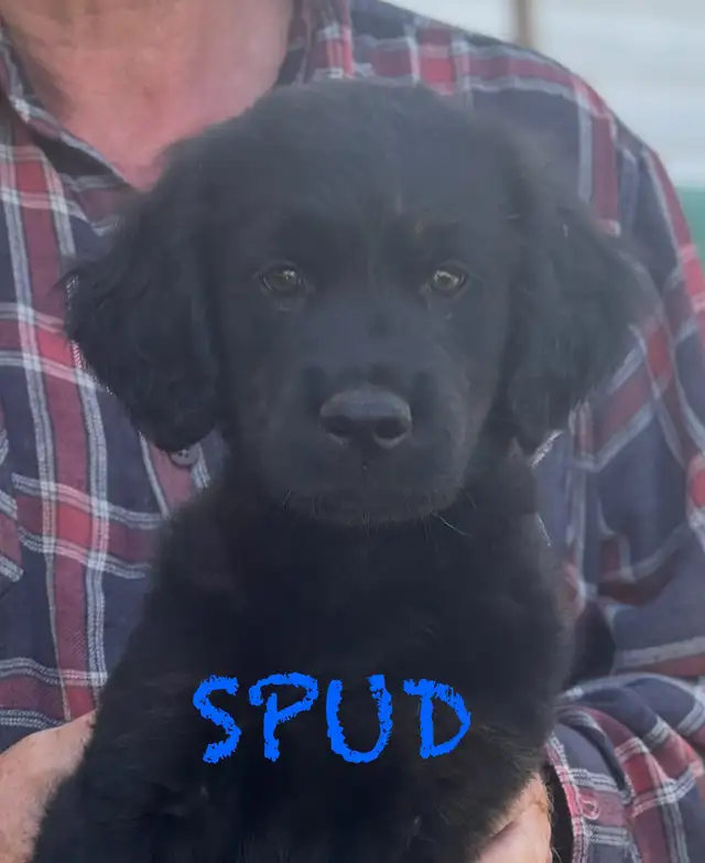 LAST TWO AVAILABLE! Golden Retriever / Labrador puppies in Dogs & Puppies for Rehoming in London - Image 3